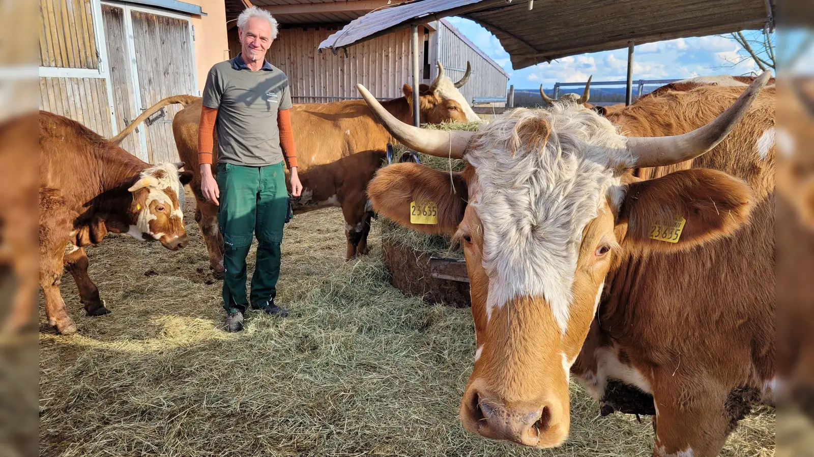 Uwe Lange, Leiter der Hausenhofer Tierwerkstatt, inmitten des Fleckviehs. (Foto: Nina Daebel)
