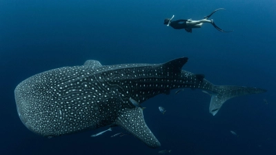 Walhaie sind die größten derzeit lebenden Fische der Erde und faszinieren weltweit Taucher und Schnorchler. (Foto: M.V. Erdmann/dpa)