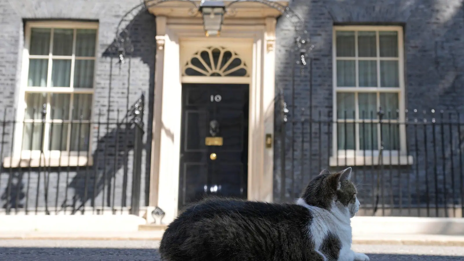 Kater Larry sitzt auf der Straße vor der Tür der Downing Street 10. (Foto: Frank Augstein/AP/dpa)