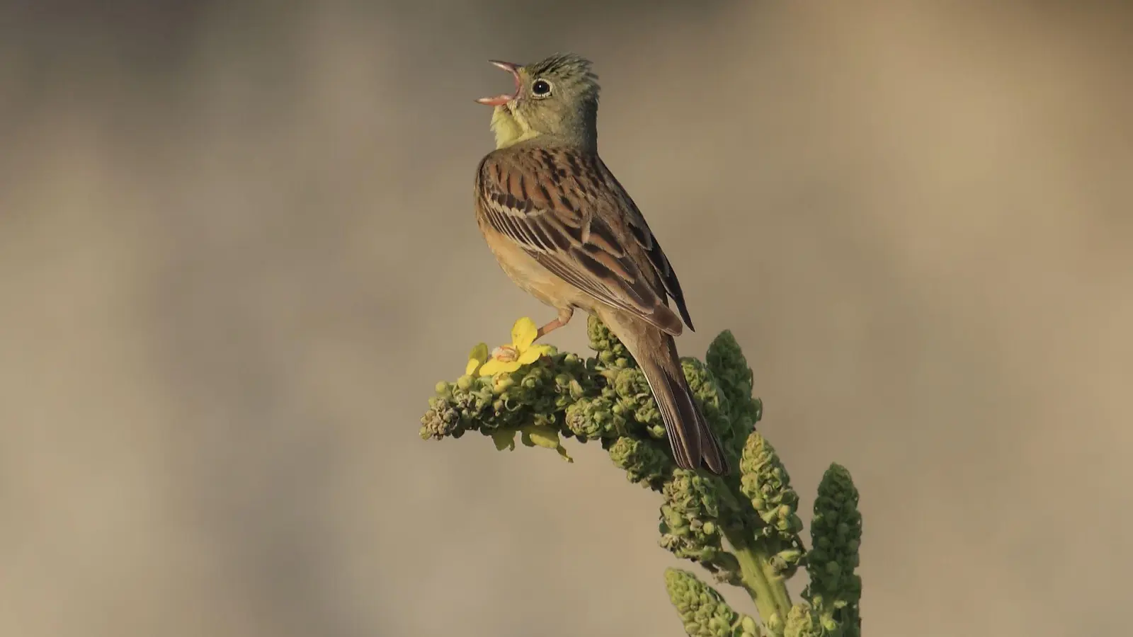 Ende April kehren die Bodenbrüter mit dem olivgrünen Kopf aus ihren Winterquartieren in Afrika nach Bayern zurück. (Handout) (Foto: Heinz Tuschl/LBV/dpa)