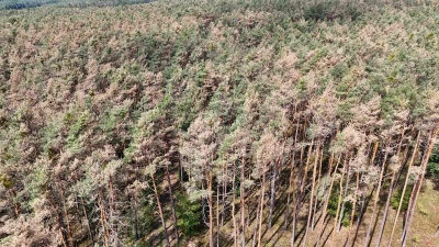 Der Wald rund um Uehlfeld hat durch den Hagelsturm schwer gelitten. Die amtierende Bürgermeisterin Carina Scherer schätzt den Ausfall abschnittsweise auf bis zu 90 Prozent. (Foto: Felix Fisel, LWF)