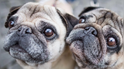 Möpse sind bei Hundehaltern beliebt, leiden aber durch ihre Optik. (Symbolbild) (Foto: Frank Rumpenhorst/dpa/dpa-tmn)