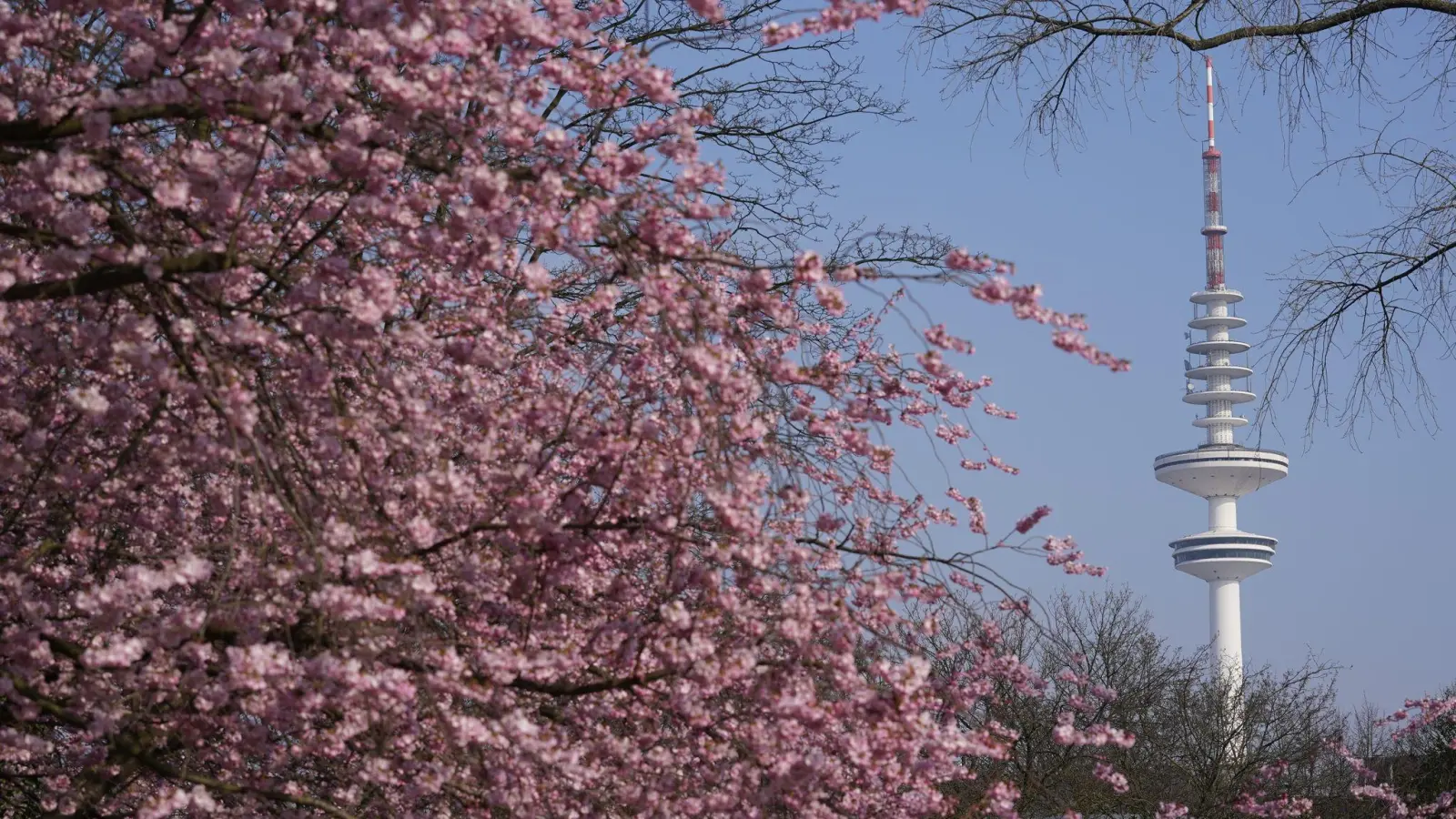 So sieht es aus, wenn im Stadtpark Planten un Blomen die Japanischen Zierkirschen erblühen. (Foto: Marcus Brandt/dpa/dpa-tmn)