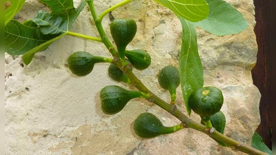 Feigen sind exotisch, schmecken hervorragend und können auch in Deutschland den Garten bereichern. (Foto: Peter Busch)