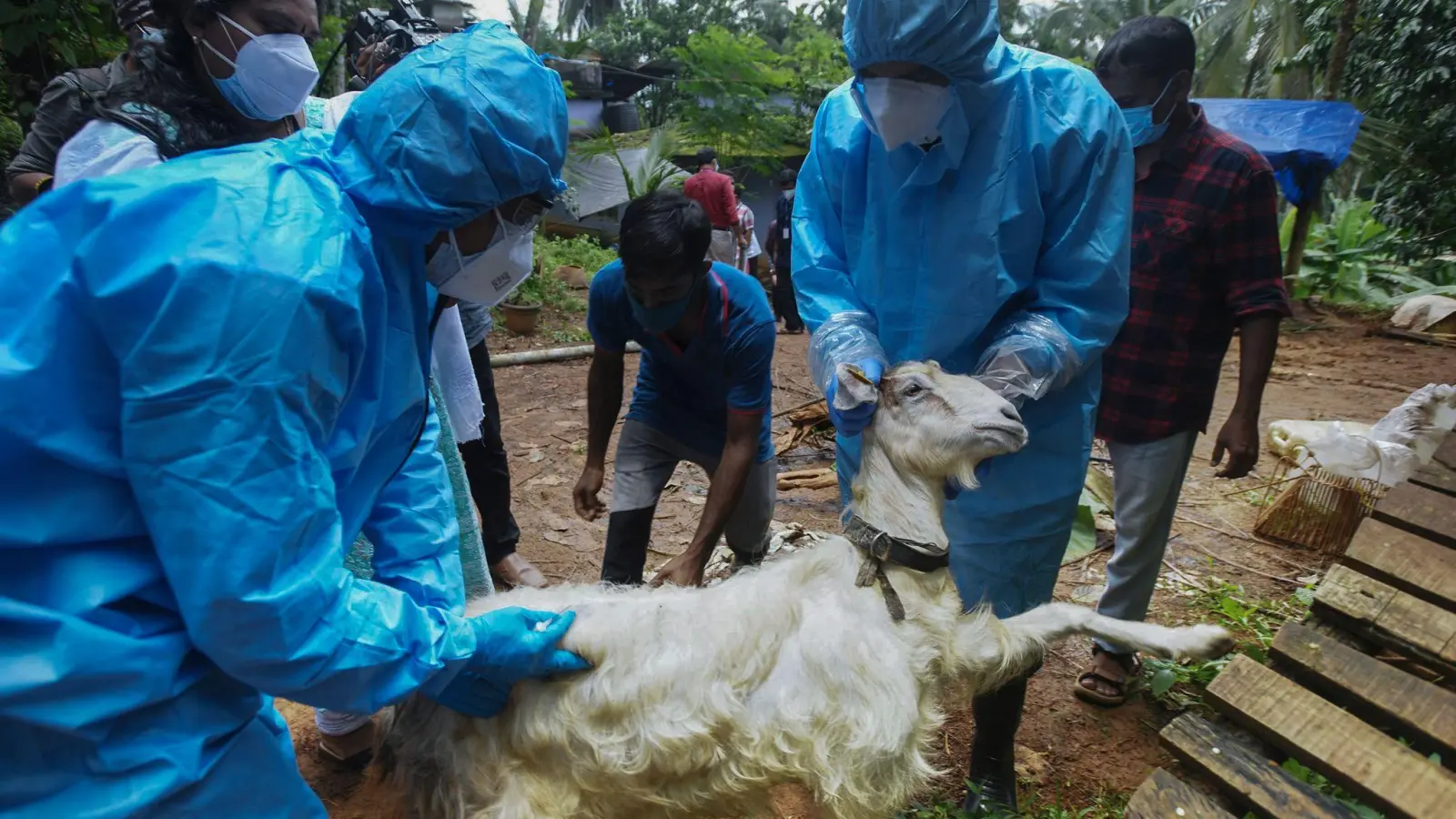 Medizinisches Personal in Kozhikode im Süden Indiens entnimmt einer Ziege Blutproben, um sie auf das Nipah-Virus zu testen. (Foto: Shijith. K/AP/dpa)