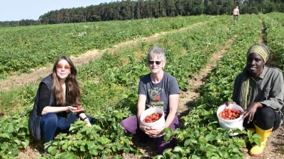 Einige saftige Erdbeeren sind auf Linda Schwarzbecks (links) Feld herangewachsen. Wegen der langen Regenperioden ist jedoch ein Teil der Ernte verfault. (Foto: Kurt Güner)