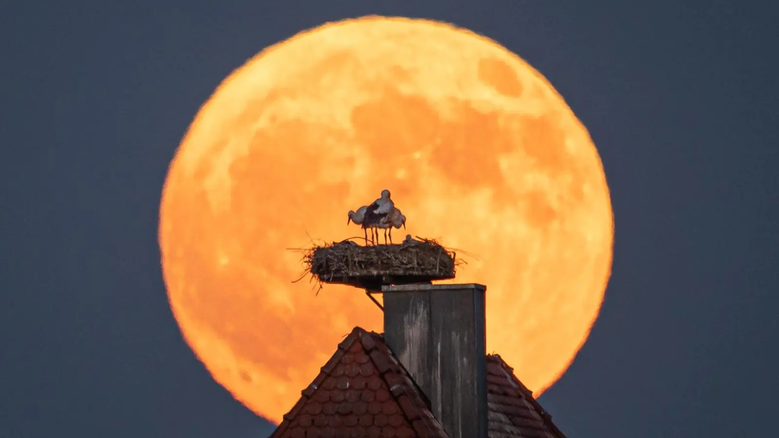 Dürfen wir vorstellen: „Störche im Mondlicht“. Eine Aufnahme des Fotografen Mirko Fryska aus Diespeck, die es nun in die Jahrescharts der renommierten Seite „PhotoPills“ geschafft hat. (Foto: Mirko Fryska)