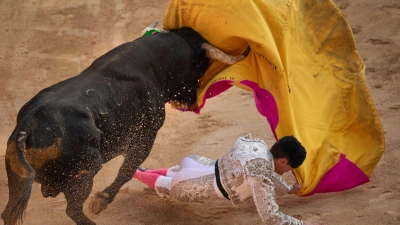 Stierkampf ist in Spanien ein geschütztes Kulturgut. (Archivbild) (Foto: Miguel Oses/AP/dpa)
