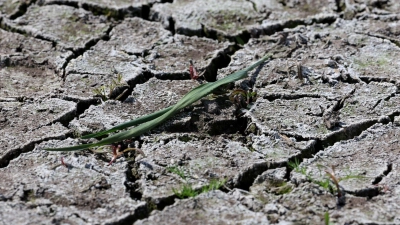 Die anhaltende Dürre hat zunehmend Folgen für Wald und Landwirtschaft. (Foto: Bernd Wüstneck/dpa)