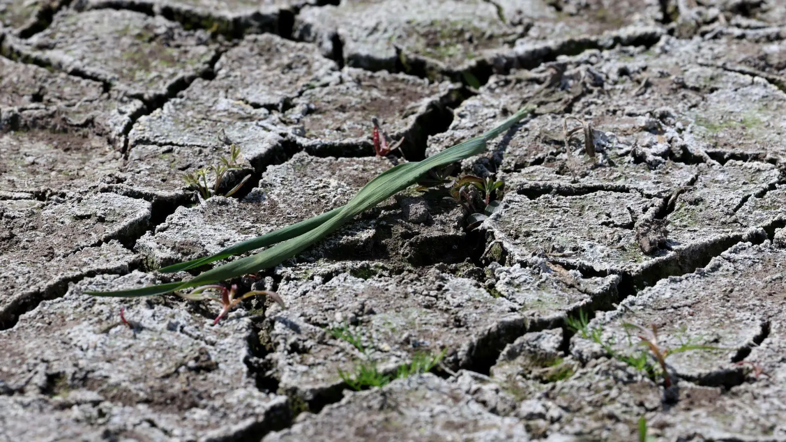 Die anhaltende Dürre hat zunehmend Folgen für Wald und Landwirtschaft. (Foto: Bernd Wüstneck/dpa)