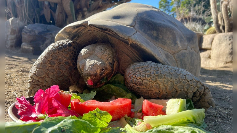 Gramma wurde sehr alt. (Foto: San Diego Zoo Wildlife Alliance/AP/dpa)