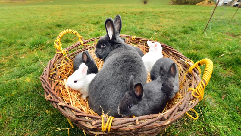 Nagetieren wie Kaninchen droht Gefahr durch die Hasenpest, die jetzt im Landkreis Ansbach aufgetreten ist.  (Symbolbild: Jim Albright)