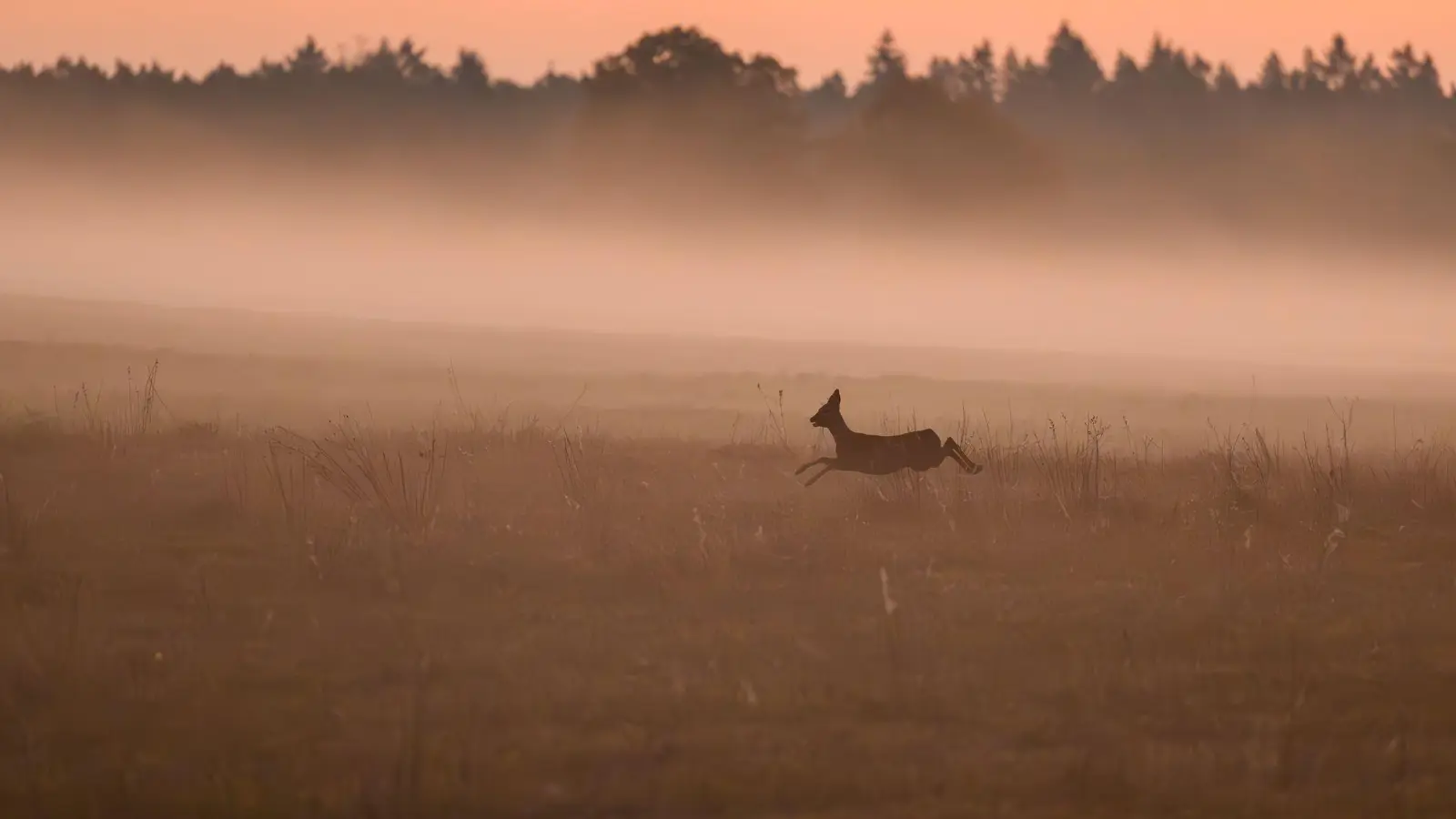 Achtung, Wildwechsel! Besonders auf Straßen durch Waldgebiete oder entlang von Feldern ist erhöhte Aufmerksamkeit geboten. (Foto: Patrick Pleul/dpa/dpa-tmn)