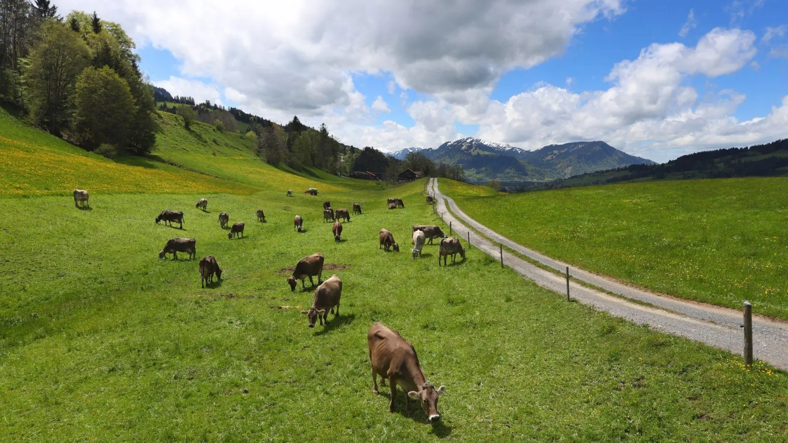 Bio-Betriebe brauchen laut EU künftig zwingend eine Weide. (Archivbild) (Foto: Karl-Josef Hildenbrand/dpa)