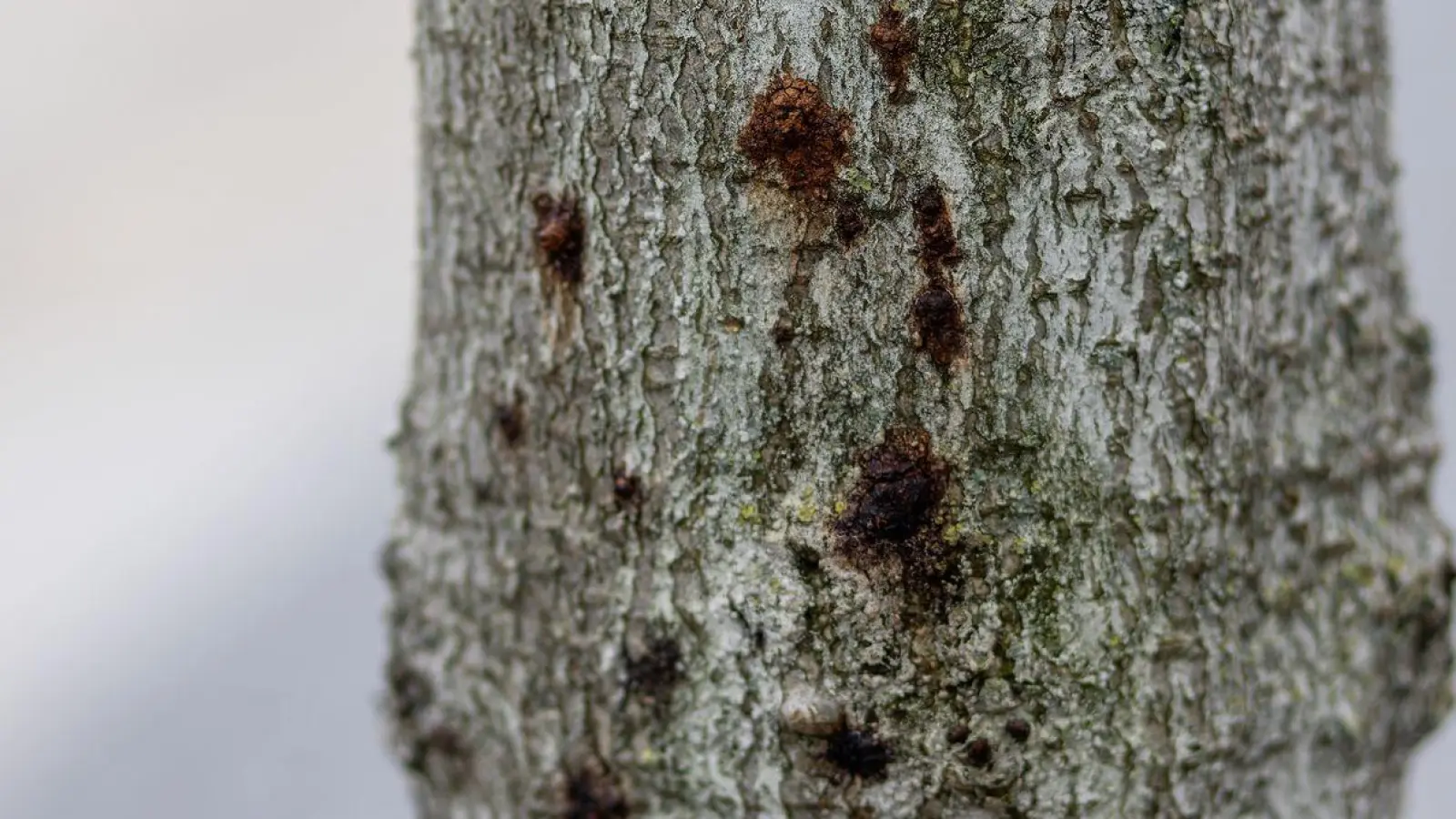 Ein erkrankter Baum ist in der Innenstadt von Freiburg zu sehen. Aufgrund extremer werdender Klimabedingungen sind Bäume immer mehr biotischen und abiotischen Stressfaktoren ausgesetzt und dadurch anfällig für Schaderreger. (Foto: Philipp von Ditfurth/dpa)