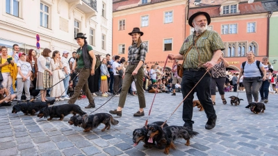 Auf der letzten Dackelparade spazierten mehr als 1.000 der kurzbeinigen Hündchen mit ihren Besitzerinnen und Besitzer durch die Stadt. (Archivbild) (Foto: Armin Weigel/dpa)