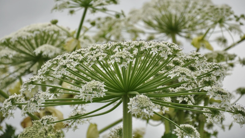 Die weißen Blüten bildet der Riesenbärenklau im Juli und August aus. Sie enthalten pro Blüte bis zu 30.000 Samen. (Foto: Manfred Blendinger)