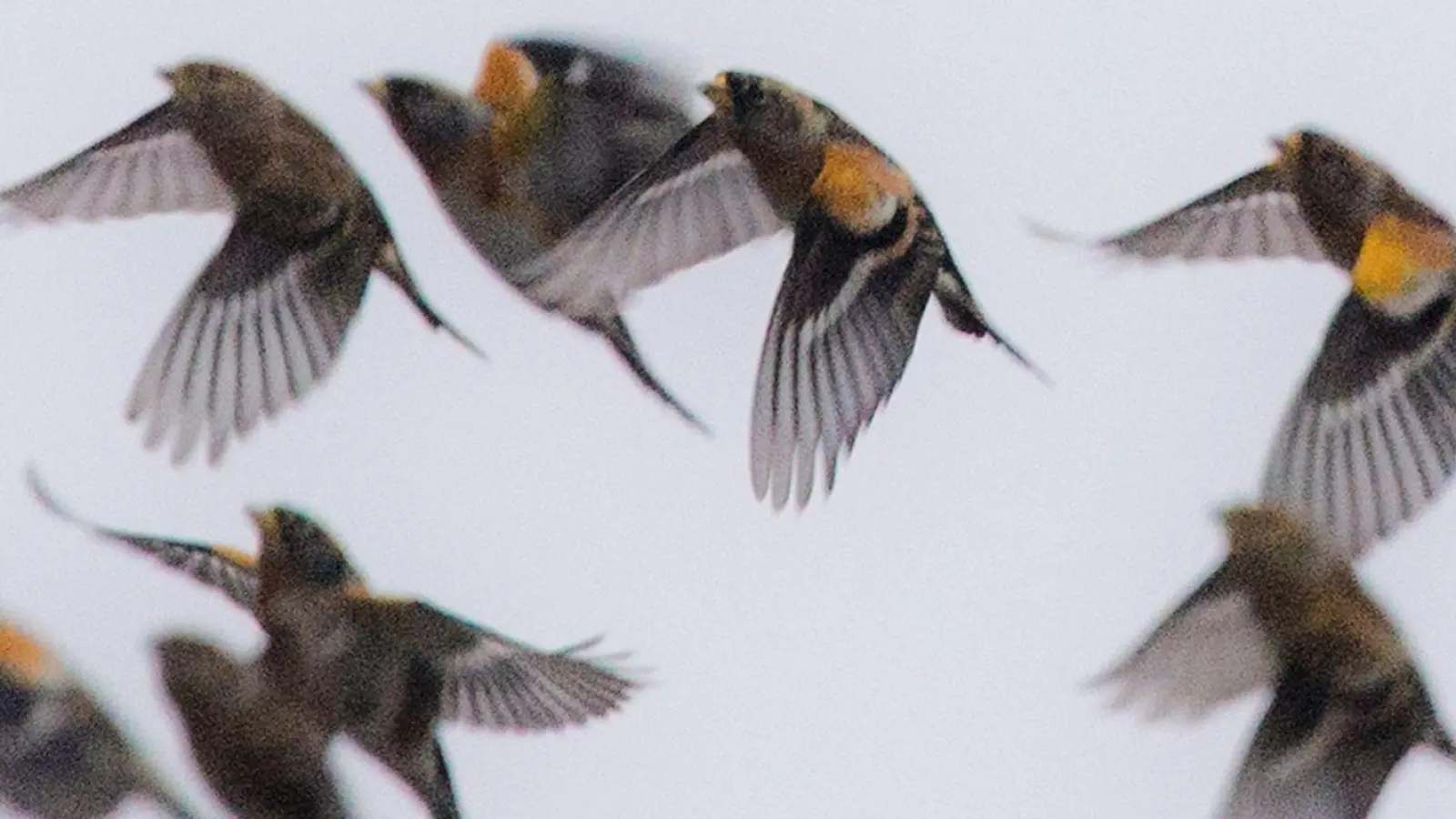 Der Bergfink brütet in Nord- und Osteuropa. Im Winter ist er oft in Bayern zu Gast. (Foto: Boris Roessler/dpa)