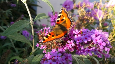 Im Frühjahr kann man wieder viel für Schmetterlinge und andere Tiere im Garten tun. (Foto: Christian Treffer)