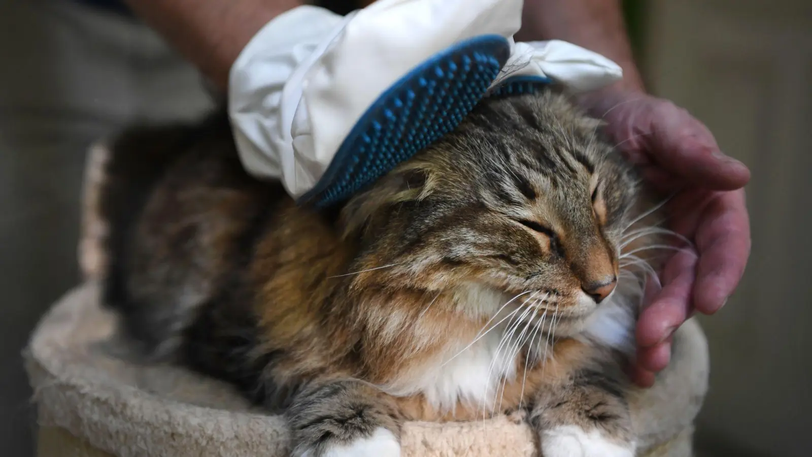 Fast wie eine Massage: Handschuhe mit Kunststoffnoppen schonen die empfindliche Tierhaut und lösen lockere Haare. (Foto: Ina Fassbender/dpa-tmn)