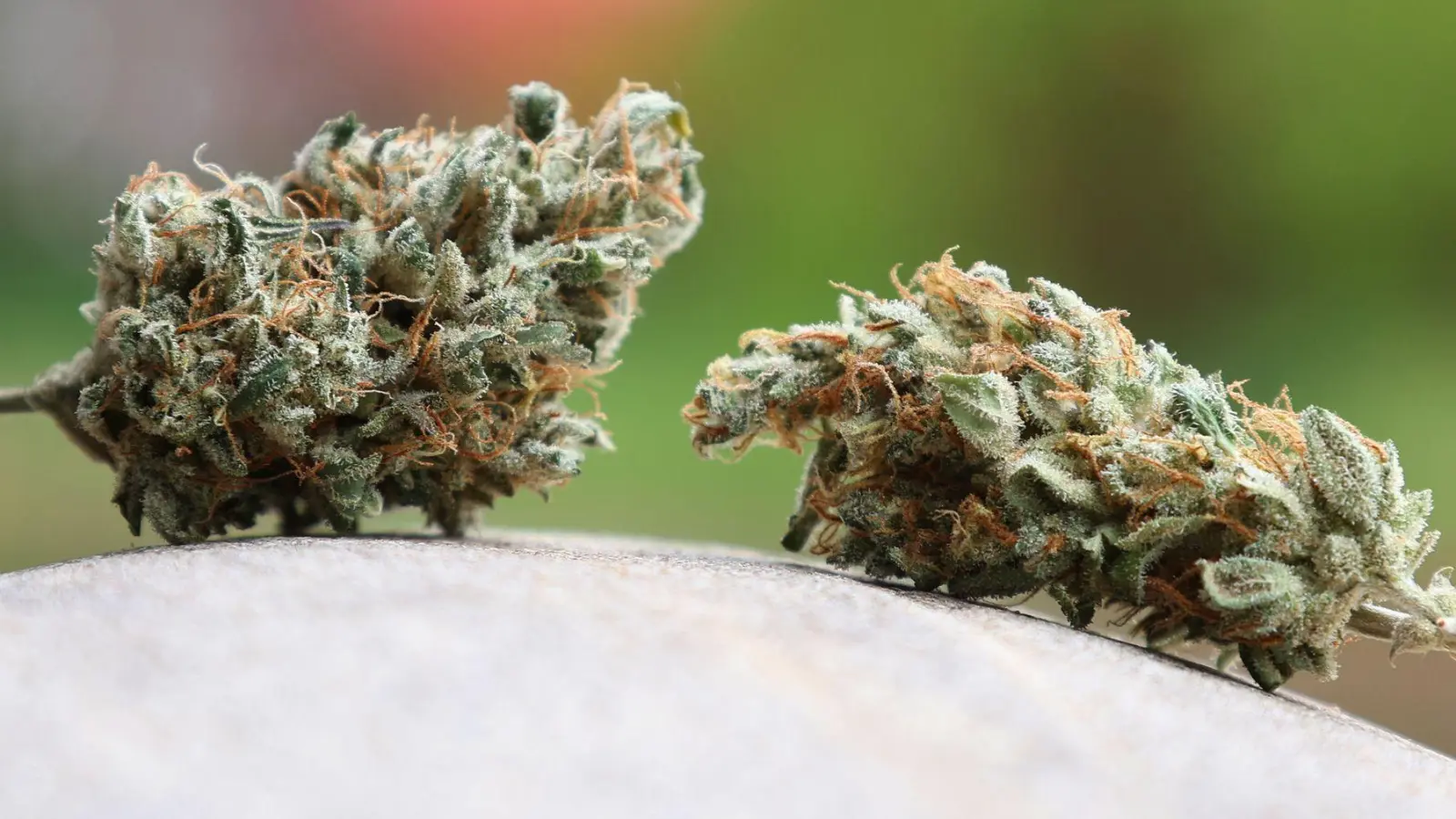 Das Landratsamt Bamberg hat einem oberfränkischen Cannabis-Club untersagt, weiter Hanf anzubauen und an Mitglieder abzugeben. (Symbolbild) (Foto: Karl-Josef Hildenbrand/dpa)