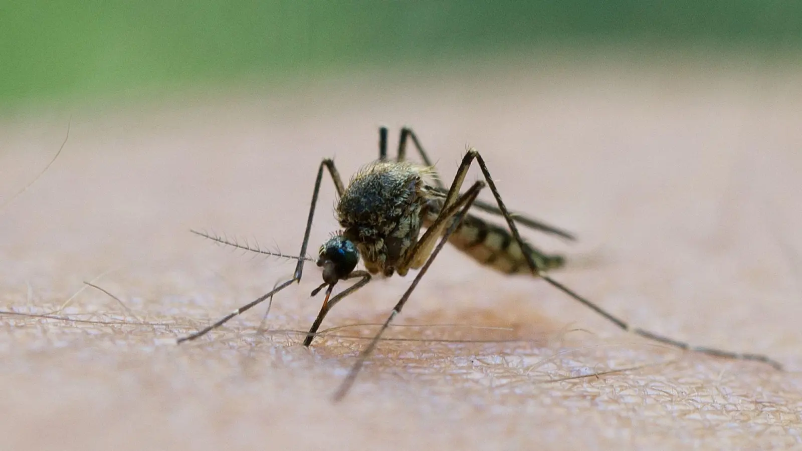 In Deutschland wird das Virus vor allem durch heimische Culex-Mücken übertragen. (Symbolbild)  (Foto: Patrick Pleul/dpa)