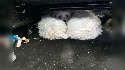 Rettung an der Grenze: Die sichergestellten Malteser-Welpen wurden nach der Kontrolle in die Obhut eines Tierheims übergeben. (Foto: Grenzpolizeiinspektion Selb/dpa)