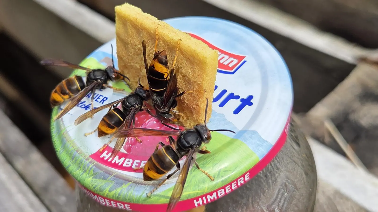 Asiatische Hornissen fliegen derzeit diese Locktöpfe in Ippesheim an. Eine von ihnen soll am Freitag mit einem Funksender ausgestattet werden. Damit hofft man, das Nest endlich zu finden.  (Foto: Günter Reisacher)