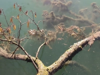 Blick ins Bodenlose Loch - gesehen bei Unteroestheim (Foto: Lucia Schauer)