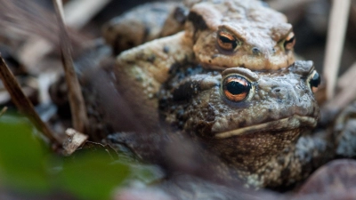 Ein Erdkrötenpärchen auf dem Weg zu ihrem Geburtsgewässer, um abzulaichen. Amphibien ziehen kaum noch in größeren Kolonnen, sondern eher einzeln. (Foto: Klaus-Dietmar Gabbert/dpa-tmn)