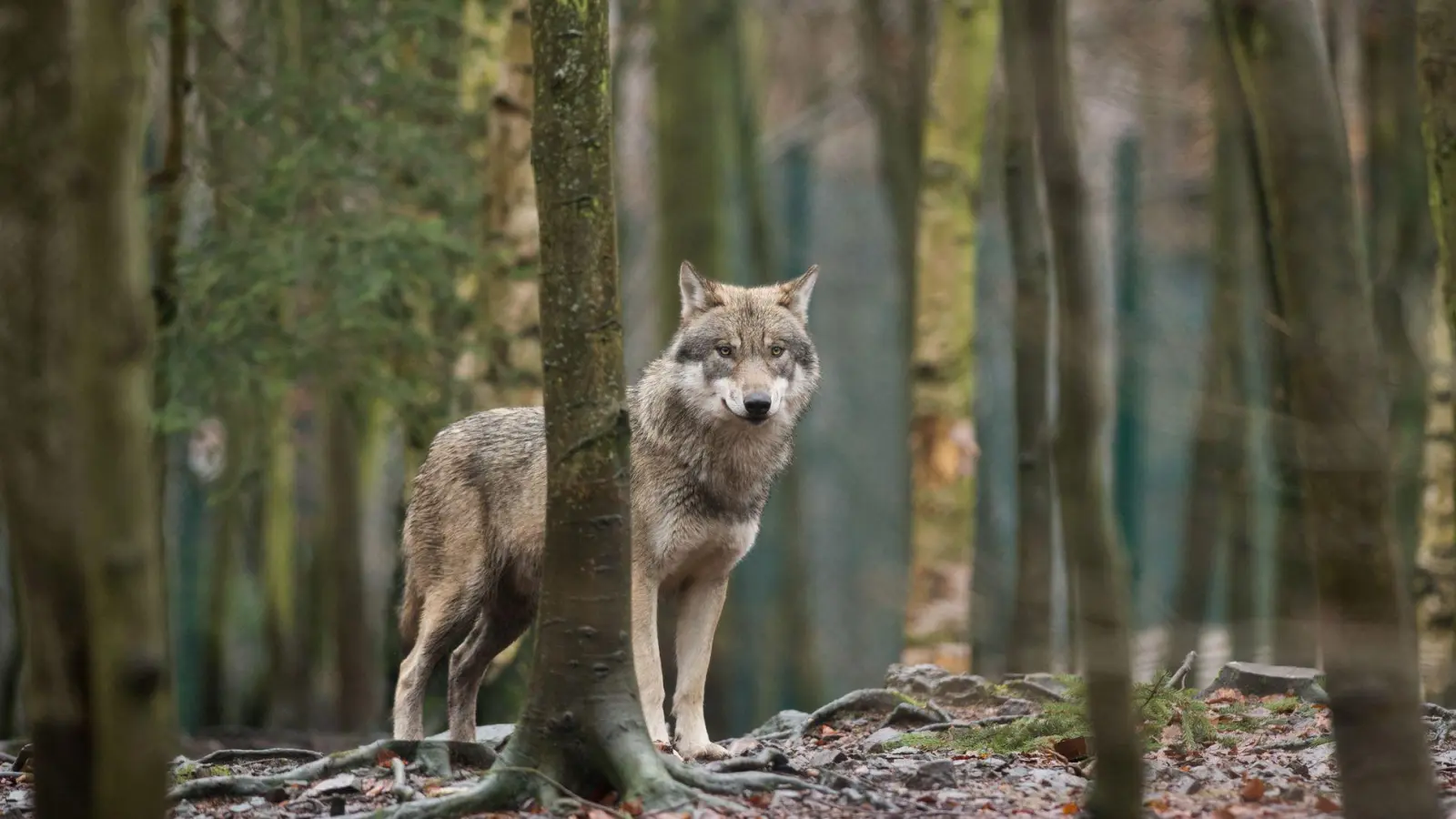 Wer einem Wolf begegnet, sollte nicht weglaufen und genügend Abstand halten. Wichtig ist, dass man dem Tier Raum für den Rückzug gibt. (Foto: Klaus-Dietmar Gabbert/dpa-Zentralbild/dpa-tmn)