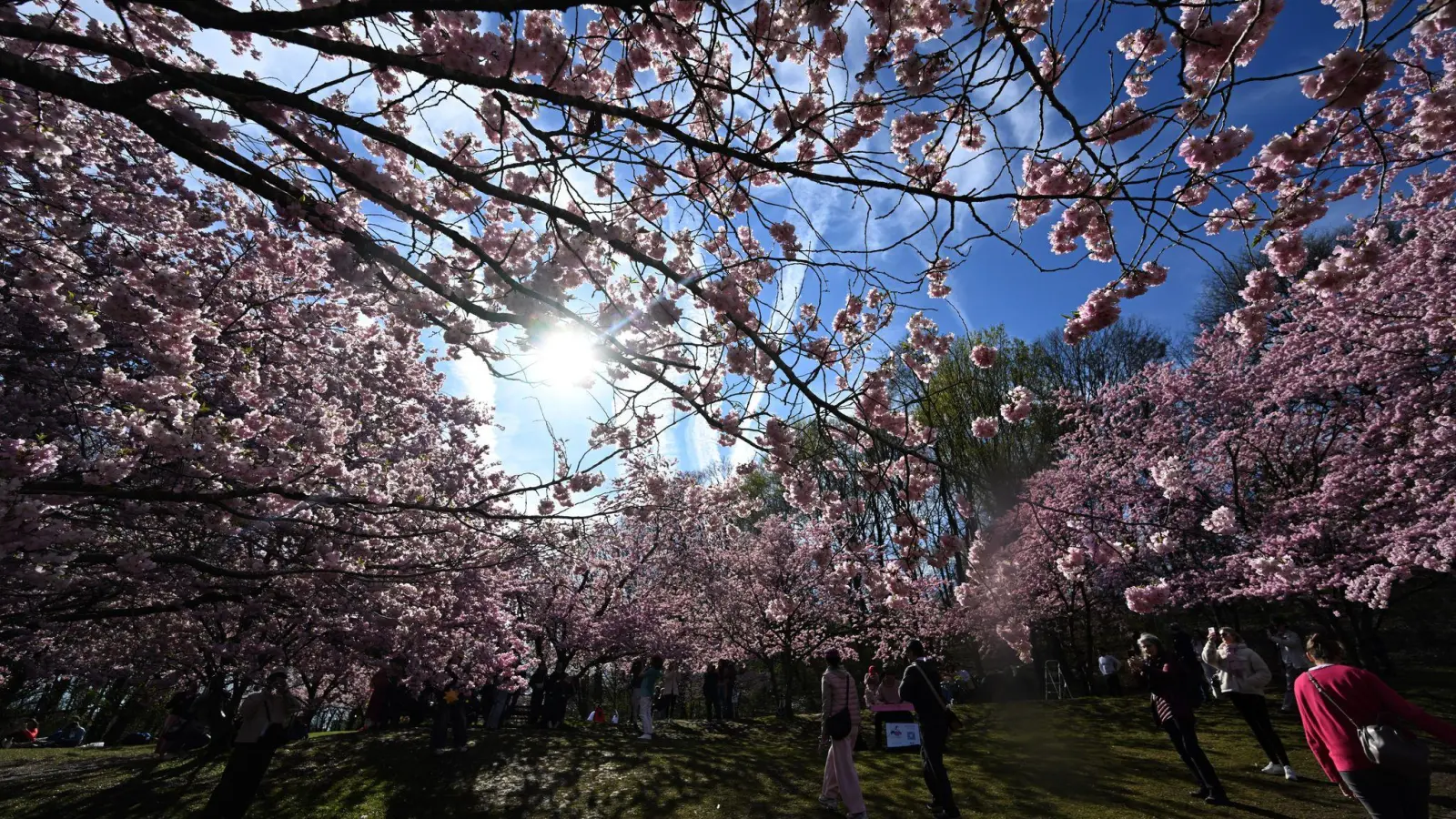 Im Münchner Olympiapark blühen bereits die Bäume. (Foto: Felix Hörhager/dpa)