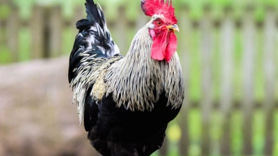 Woher der Hahn stammte, konnte die Polizei nicht mehr klären. (Symbolbild) (Foto: Julian Stratenschulte/dpa)