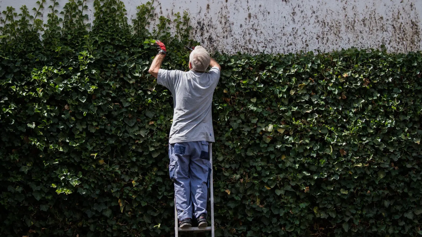 Naturschutz geht vor: Während der Brutzeit dürfen Hecken nicht radikal gestutzt werden.<br><br> (Foto: Andreas Arnold/dpa)