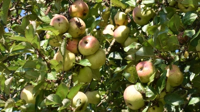 Beim Äpfelpflücken ist ein Mann bei Herrieden vom Baum gestürzt und verletzte sich schwer. (Symbolbild: Ute Niephaus)