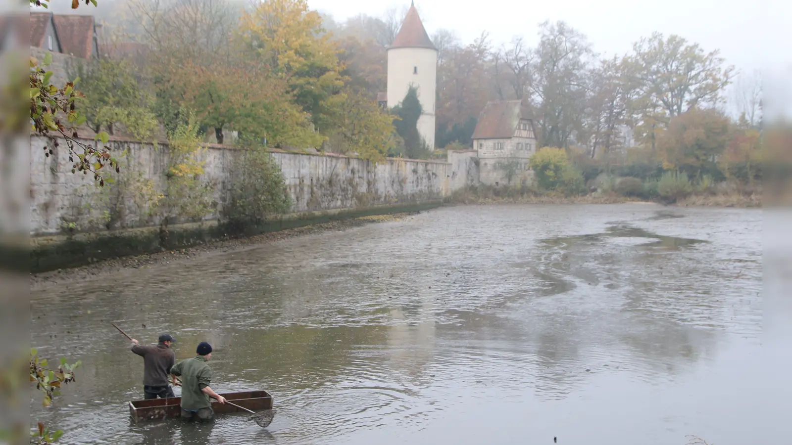 Vor der Kulisse der Dinkelsbühler Altstadt erleben die Besucherinnen und Besucher der Fischerntewoche den Karpfenfang. (Foto: Martina Haas)