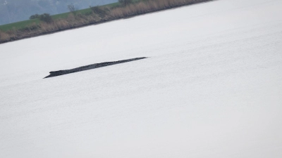 Der Wal vor Poel war nach Angaben eines dpa-Fotoreporters auch am Mittwoch deutlich zu hören. (Foto: Philip Dulian/dpa)