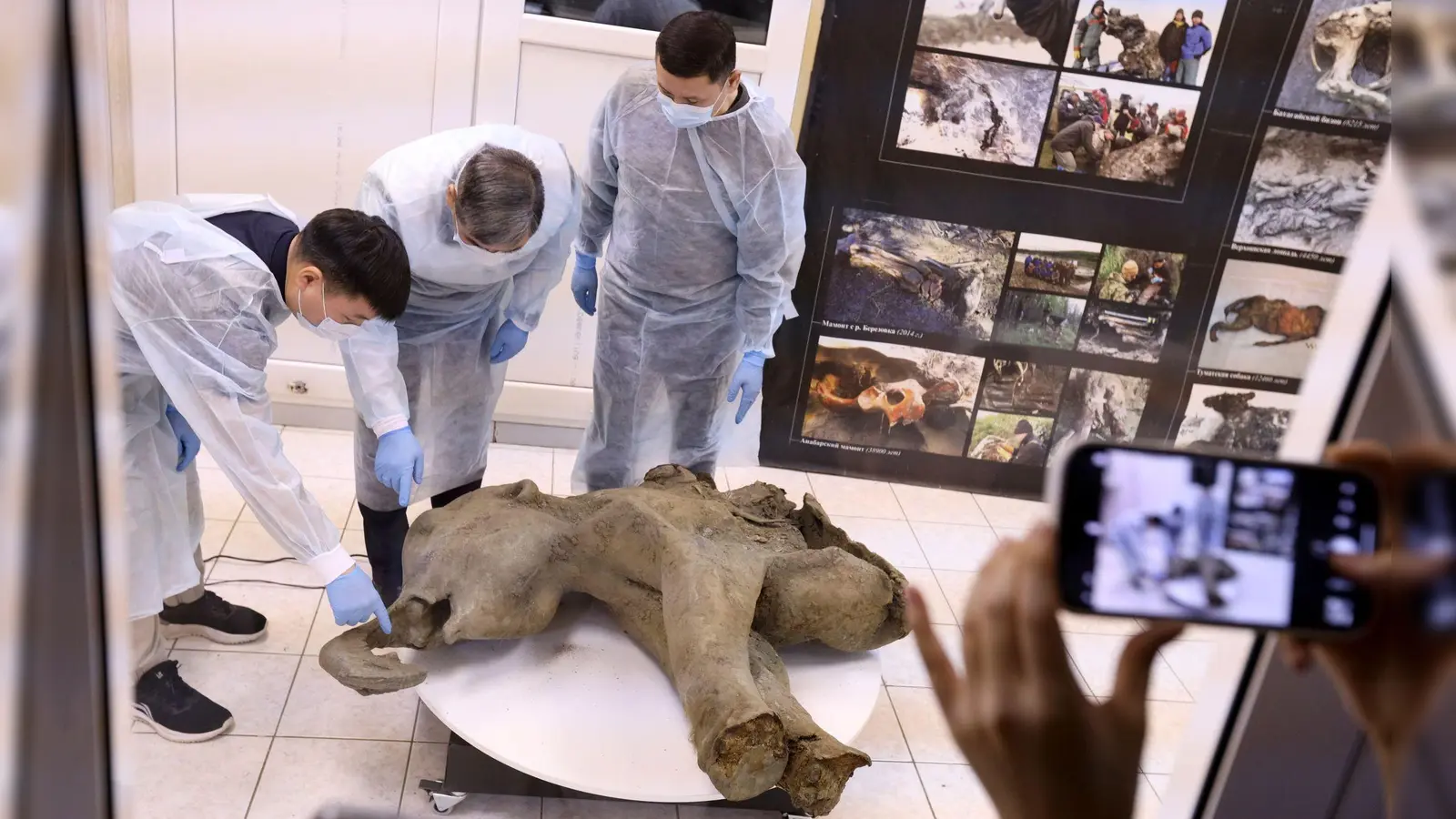 Forscher untersuchen die Überreste eines rund 50.000 Jahre alten Mammutbaby.  (Foto: Michil Yakovlev/Mammoth Museum at the Russian North-Eastern Federal University telegram channel/AP/dpa)