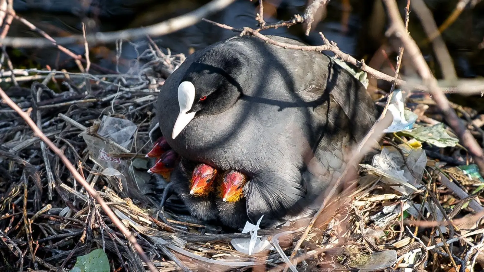 Auch in Deutschland nutzen Blässhühner oft Müll für ihre Nester. In Amsterdam wurden nun Nestbauten untersucht. (Archivbild) (Foto: Sina Schuldt/dpa)