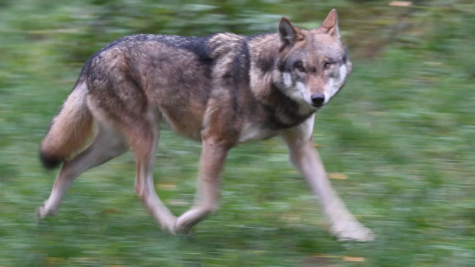 Eigentlich eher scheu: Wölfe meiden üblicherweise den Menschen. (Foto: Carsten Rehder/dpa)