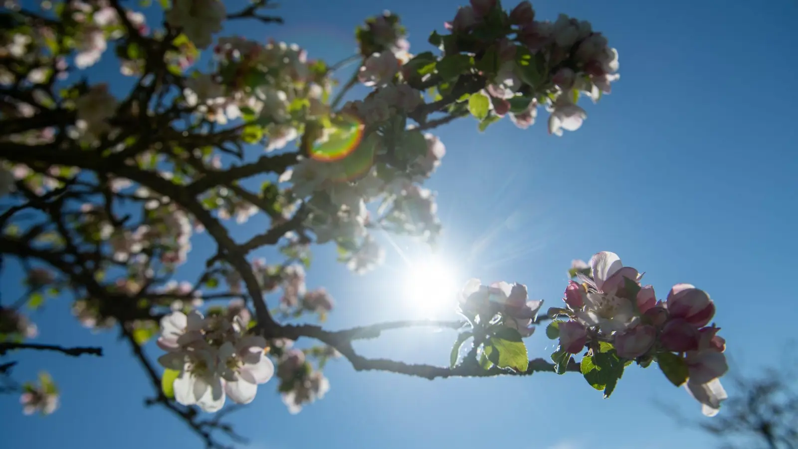 Die Menschen in Bayern dürfen sich auf frühlingshaftes Wetter freuen. (Symbolbild) (Foto: Stefan Puchner//dpa)