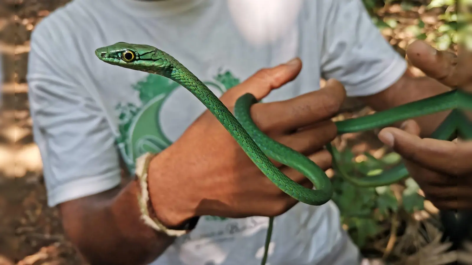 Ein Principe-Smaragdnatter  (Foto: Patricia Guedes/Universität Oxford/dpa)
