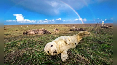 Räkeln vor Regenbogen: Junge Kegelrobbe in Nord-Lincolnshire. (Foto: Danny Lawson/PA Wire/dpa)