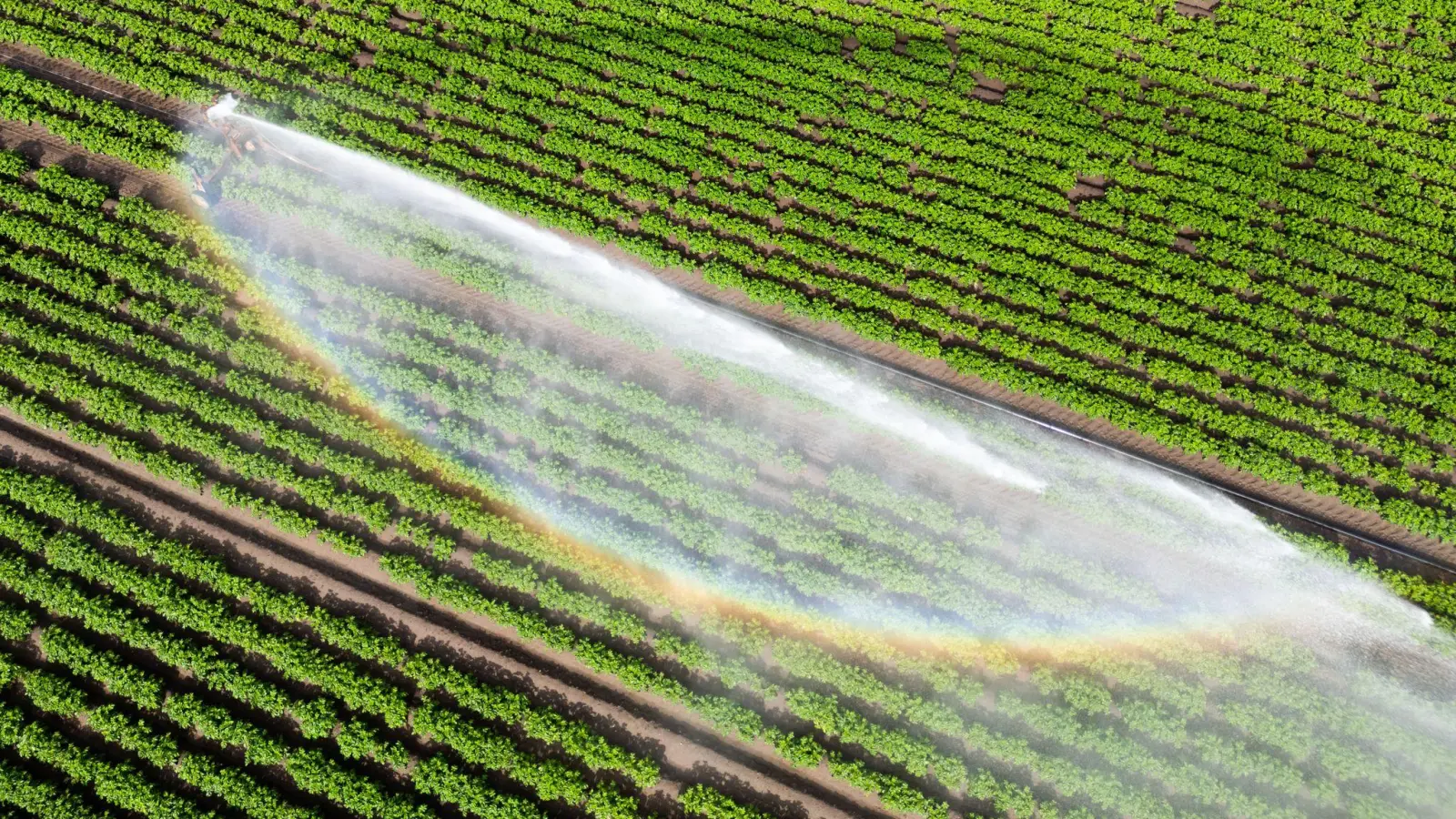 Wasser kann Luxus sein - wenn es knapp ist und für die Landwirtschaft gebraucht wird. (Illustration) (Foto: Julian Stratenschulte/dpa)