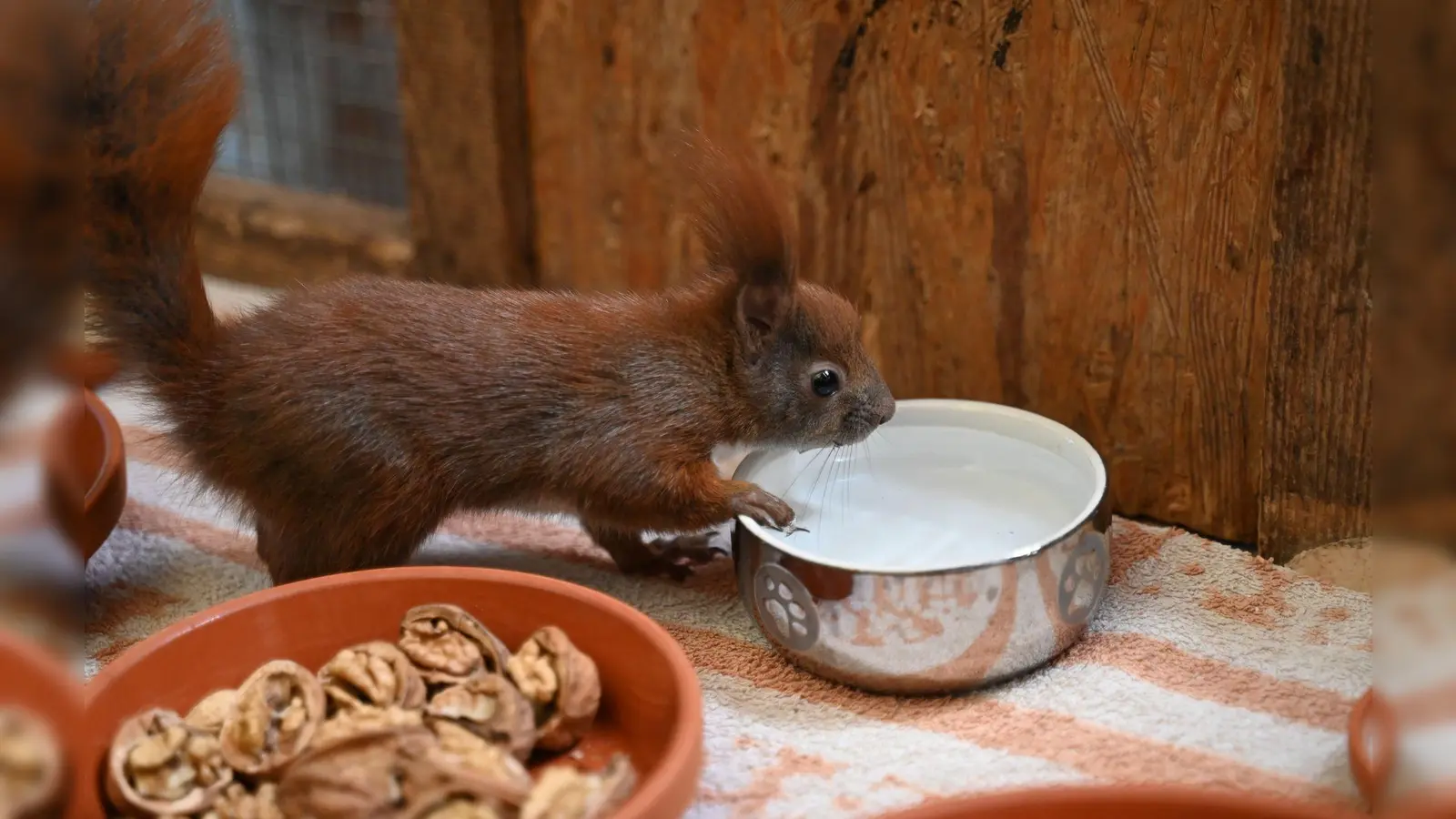 Es gibt Futter und Wasser für Eichhörnchen in der Auffangstation im brandenburgischen Teltow. (Foto: Katharina Kausche/dpa)