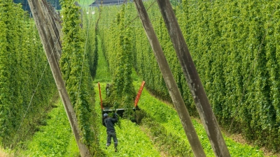In Niederbayern ist ein Arbeiter von einer morschen Hopfenstange tödlich verletzt worden. (Symbolbild) (Foto: Peter Kneffel/dpa)