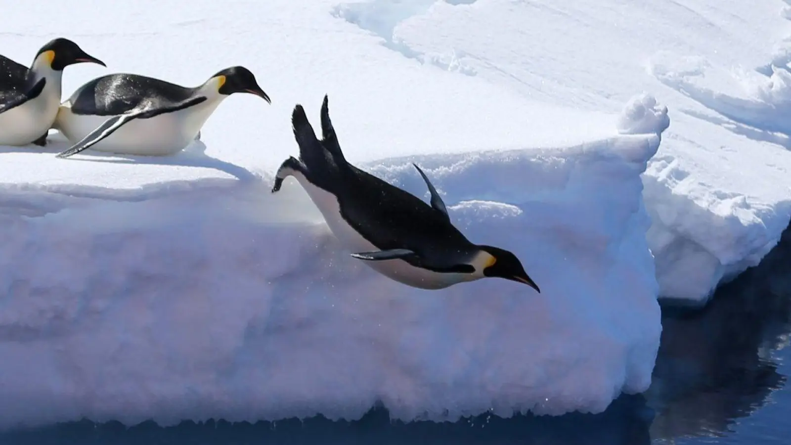 Kaiserpinguine springen von einer Eiskante ins Meer.  (zu dpa: «Forscher: Vogelgrippe breitet sich wohl in der Antarktis aus») (Foto: Liu Shiping)