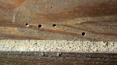 Ist da der Wurm drin? Prüfen Sie gebrauchte Holzmöbel auf kleine Löcher. Sonst holen Sie sich womöglich unerwünschte Insekten nach Hause. (Foto: Patrick Pleul/dpa-Zentralbild/dpa)