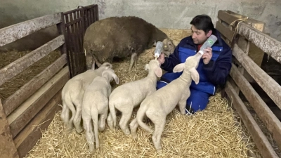 Frank Gehringer füttert täglich zwei der Vierlinge mit der Flasche. Die anderen beiden Lämmer beziehen die Milch bei ihrer Mutter. (Foto: Gerhard Krämer)