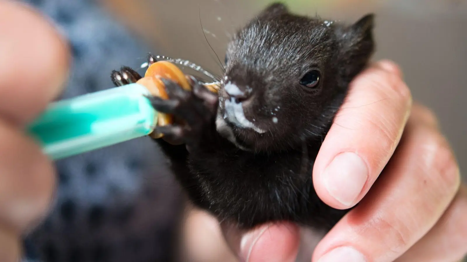 Jungen Eichhörnchen muss rasch geholfen werden - vor allem, wenn sie aus dem Nest gefallen sind. (Foto: Monika Skolimowska/dpa/dpa-tmn)